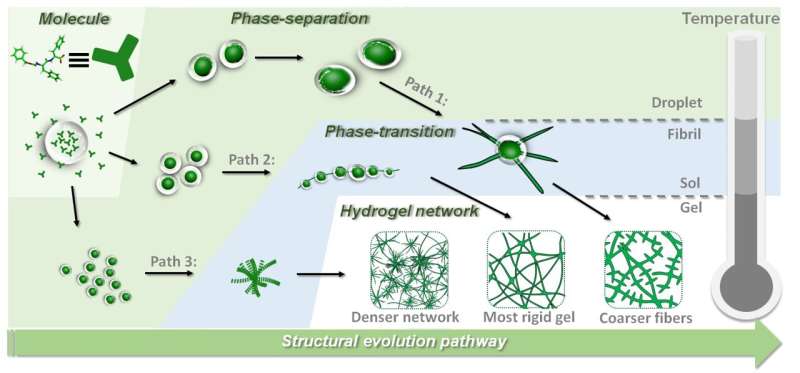 Steering phase-separated droplets to control mechanical properties of supramolecular peptide hydrogels