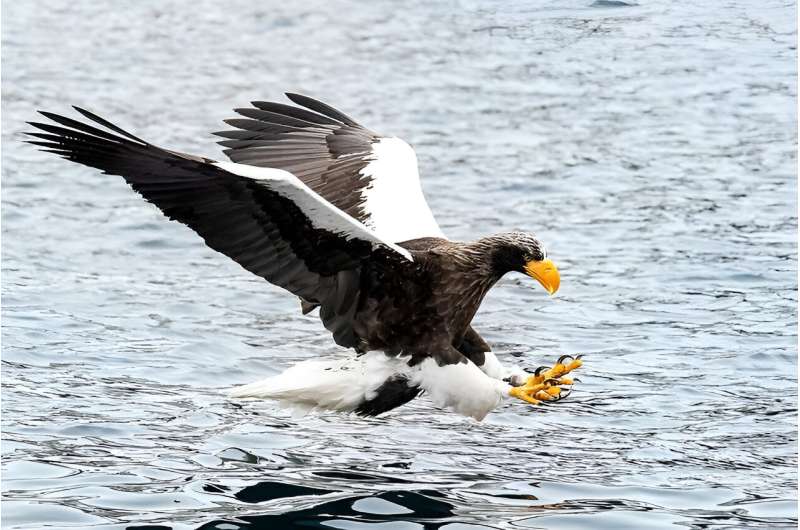 Stella—The Steller's sea eagle making a stellar economic impact