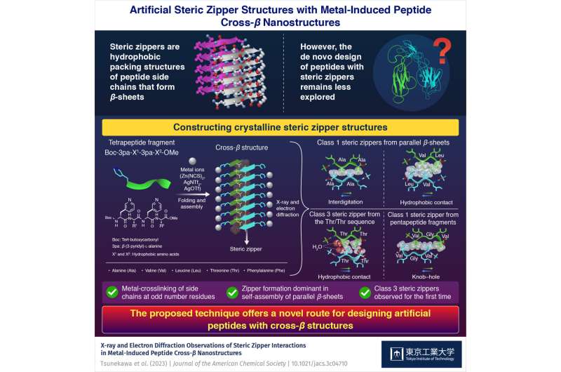 Steric zipper interactions in artificial crystalline peptide β-sheets