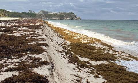 Stinky beach-invading seaweed predicted to spread north