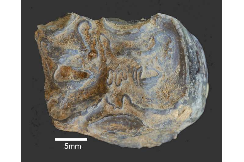 Stone Age discovery fuels mystery of who made early tools