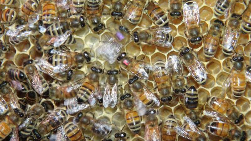 Stop signals reduce dopamine levels and dancing in honeybees