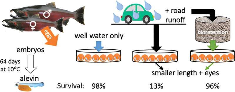 Stormwater biofiltration increases coho salmon hatchling survival