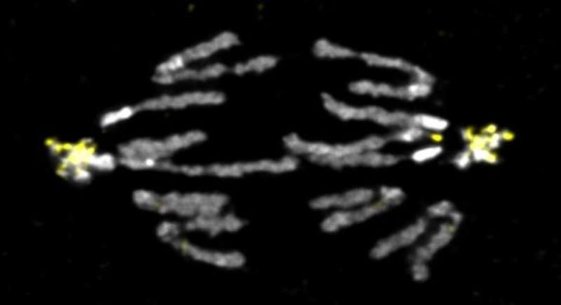 Stowers Institute scientists discover the dynamics of an “extra” chromosome in fruit flies
