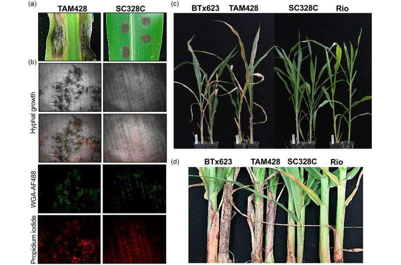 Strengthening sorghum against a worldwide fungal threat