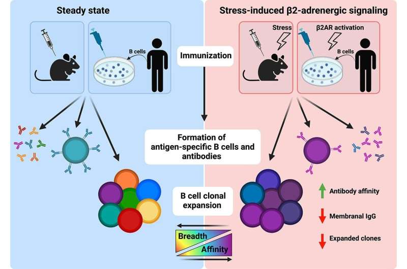 Stress enhances antibody quantity and quality, but impairs immunological memory