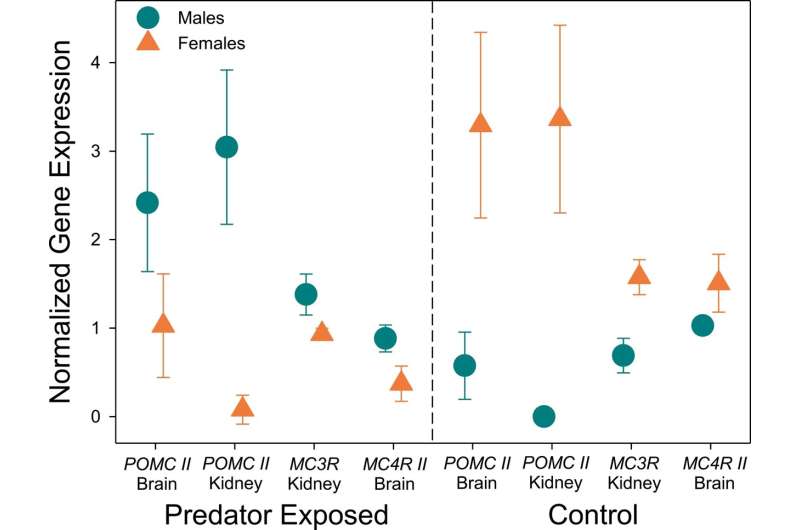 Stress may trigger male defense against predators