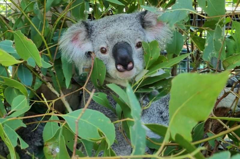 Stress test kit could boost koala joey survival