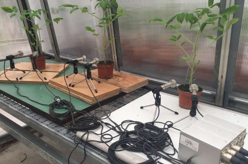 Stressed plants emit airborne sounds that can be detected from over a meter away