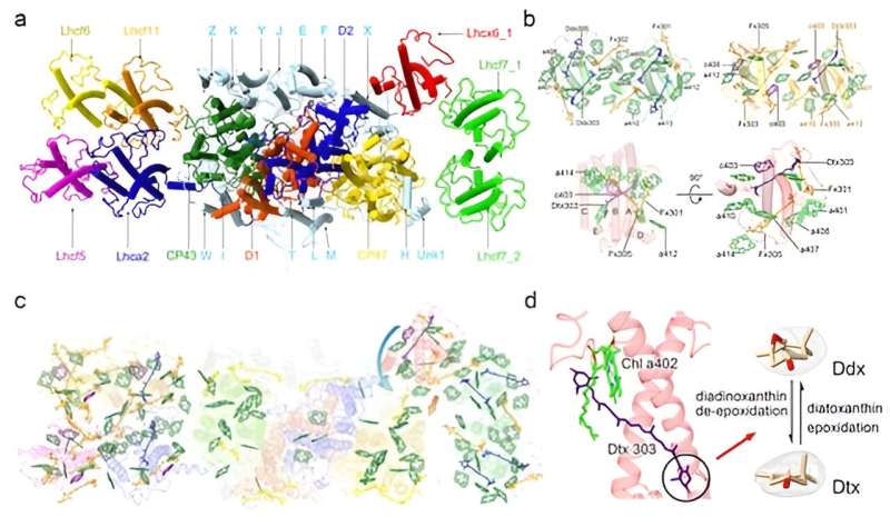 Structure of photosystem supercomplex from diatom reveals its energy transfer and possible photoprotective pathways