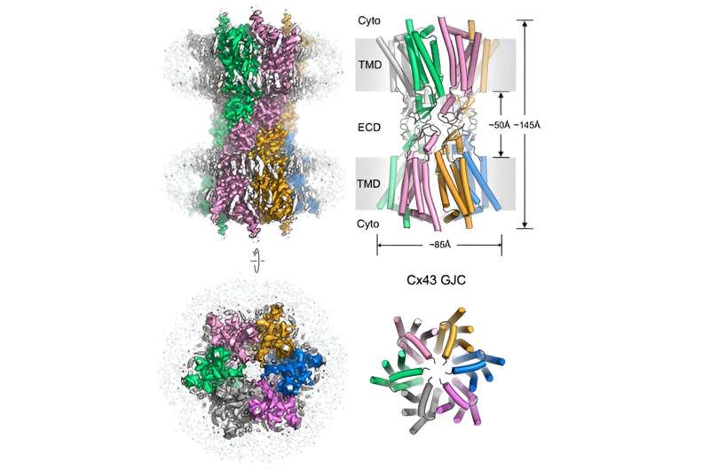 Structures of connexin-43 gap junction channel and hemichannel in a putative closed state