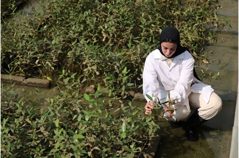 Student Israa al-Maskari inspects mangrove plants at the Qurm nature reserve