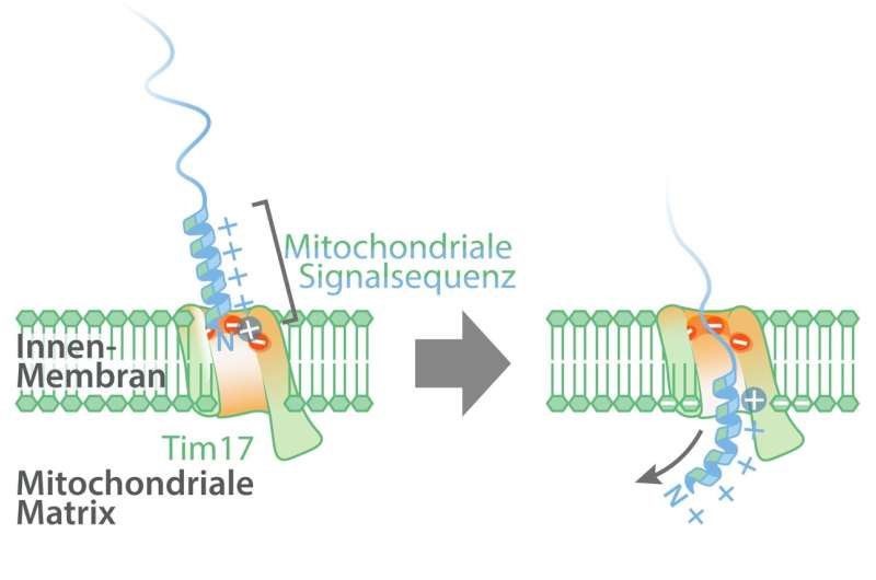 Study casts light on signal-dependent formation of mitochondria
