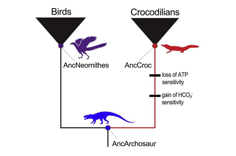 Study clarifies mystery of crocodilian hemoglobin
