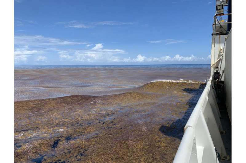 Study clearly identifies nutrients as a driver of the Great Atlantic Sargassum Belt