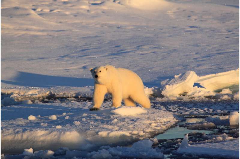 Study connects greenhouse gas emissions to polar bear population declines, enabling greater protections under Endangered Species