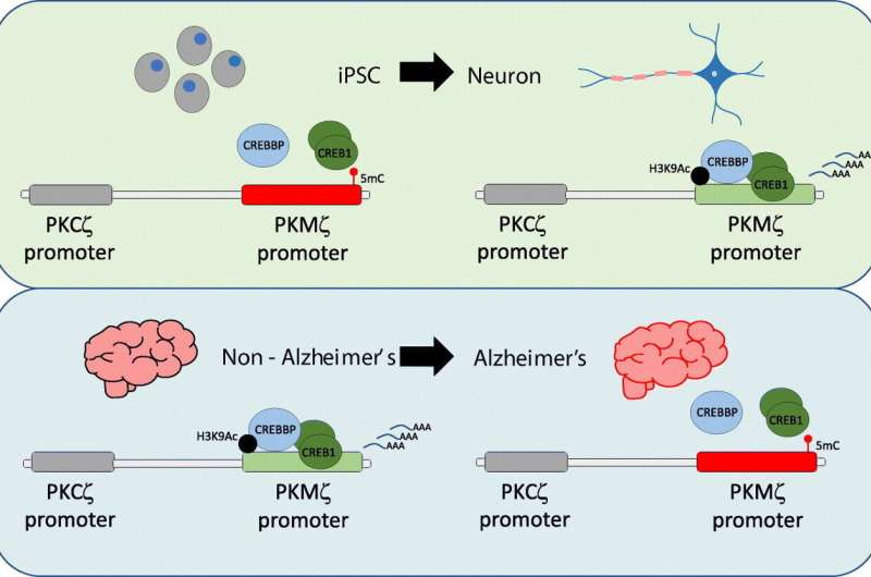 Study describes mechanism that regulates activity of memory gene