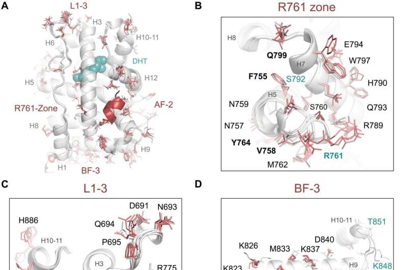 Study describes the structural and functional effects of several mutations on the androgen receptor