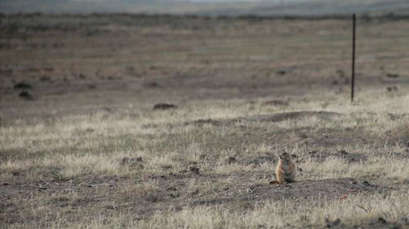 Study details impact of prairie dog plague die-off on other species