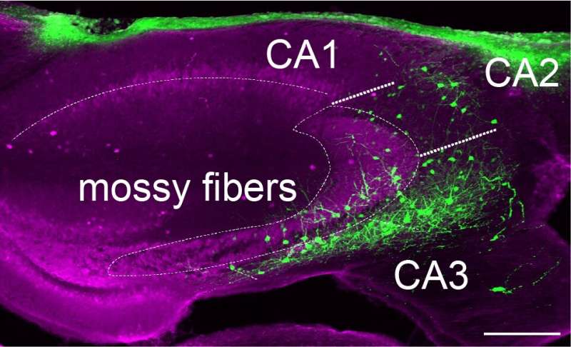 Study explores the activity of distinct interneuron populations in the mouse hippocampus during memory consolidation
