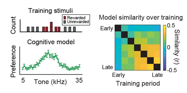 Study explores the emergence of predictive models in the hippocampus