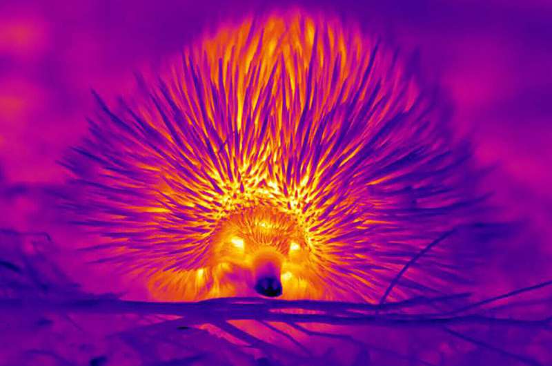 Study finds blowing bubbles among echidna's tricks to beat the heat