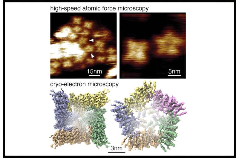 Study finds how some ion channels form structures permitting drug delivery