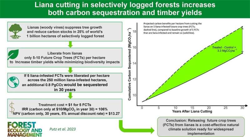 Study finds simple, cheap way to use forests to slow global climate change