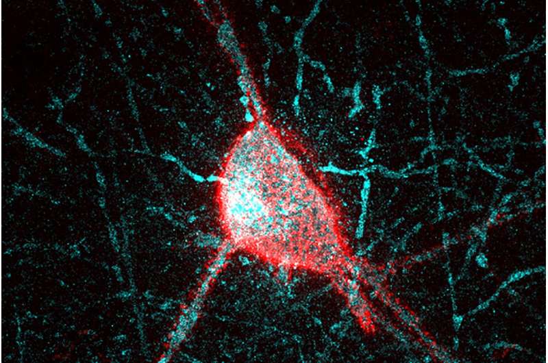 Study first to examine how early memory changes as we age at a cellular level