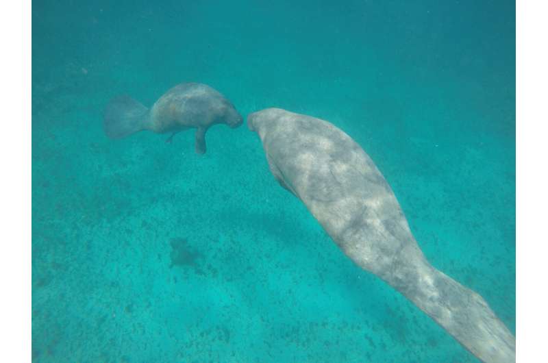 Study identifies boat strikes as a growing cause of manatee deaths in Belize