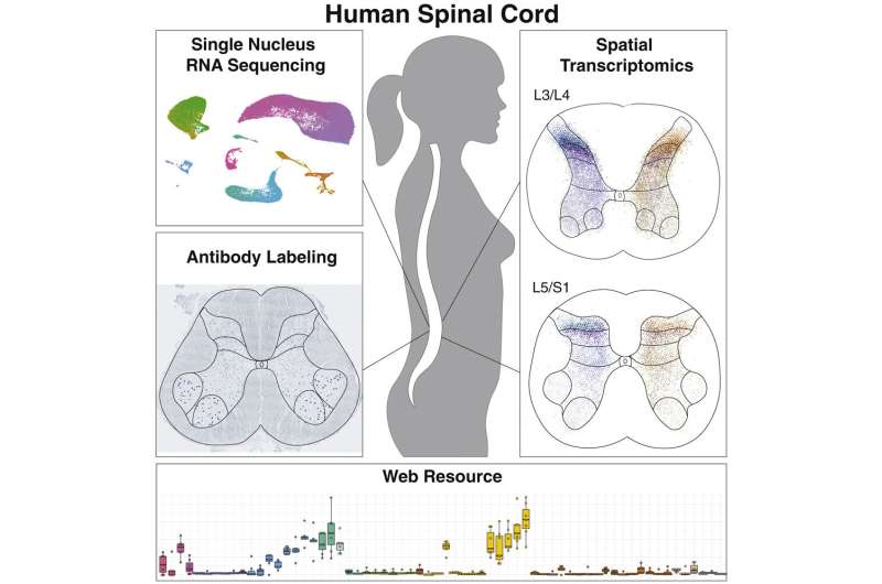 Study identifies features that may make motor neurons vulnerable to ALS