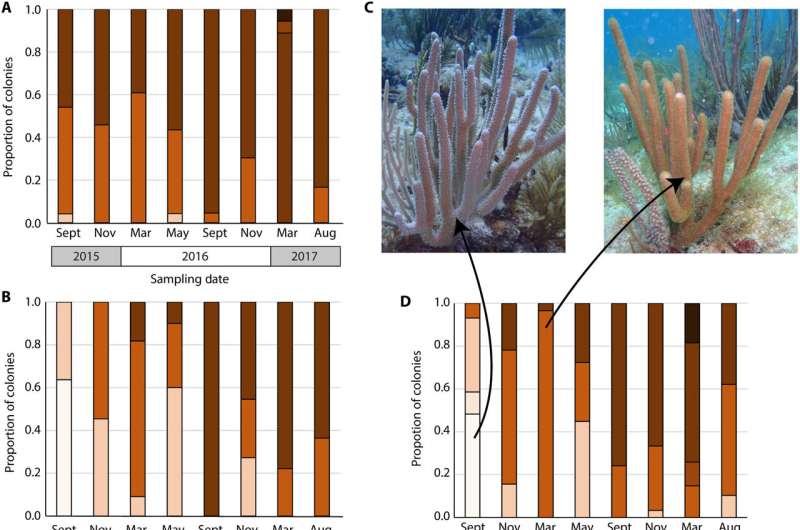 Study identifies key algae species helping soft corals survive warming oceans
