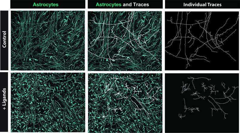 Study identifies ligand-receptor pairs driving the development of astrocytes