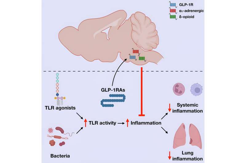 Study identifies new concepts for GLP-1 action in the brain