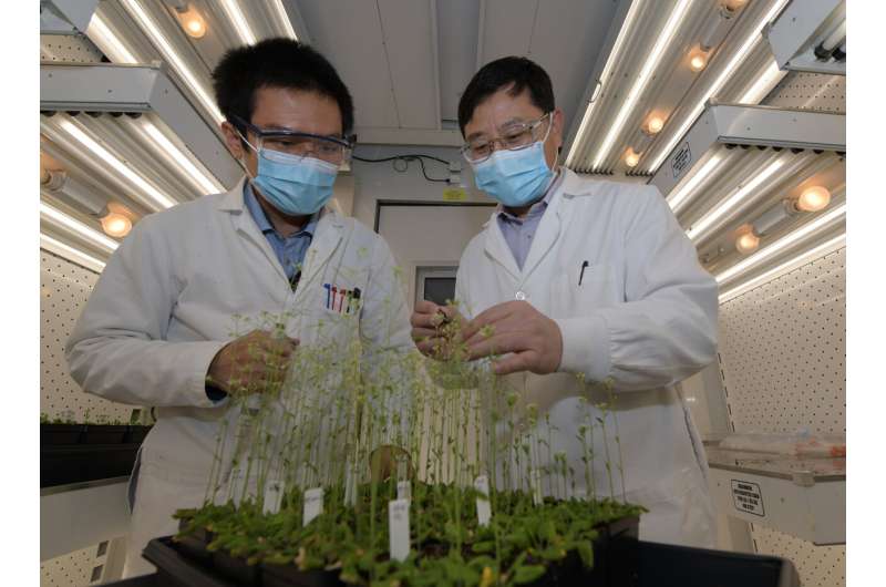 Study identifies new levers for controlling plant biochemistry