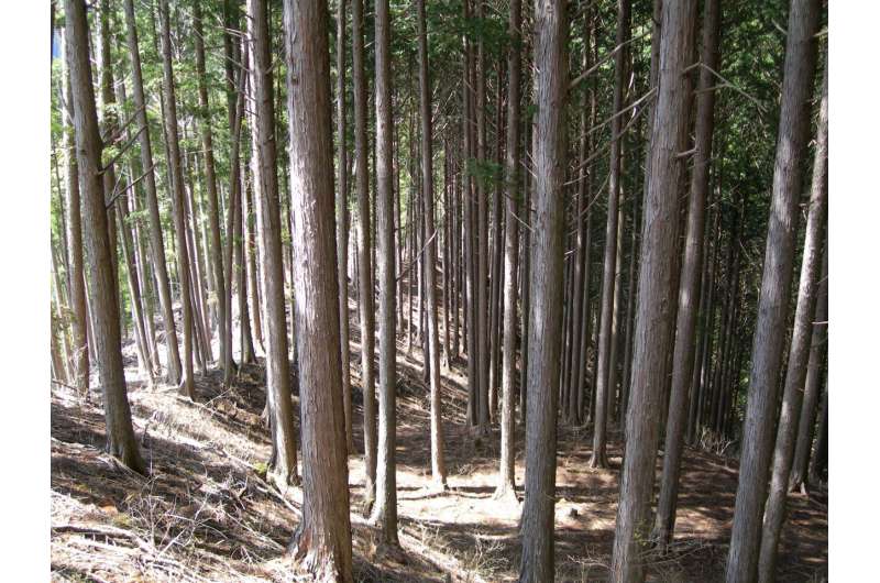 Study improves accuracy of planted forest locations in East Asia