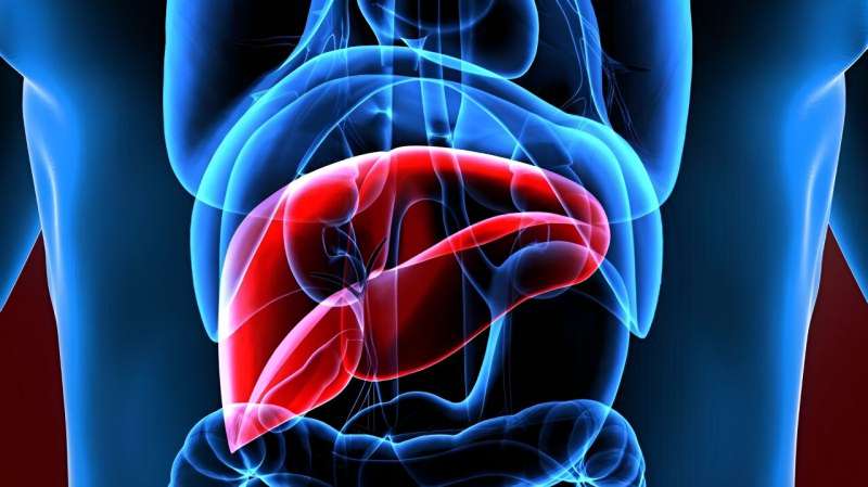Study looks at alcohol intake, mortality link in steatotic liver disease