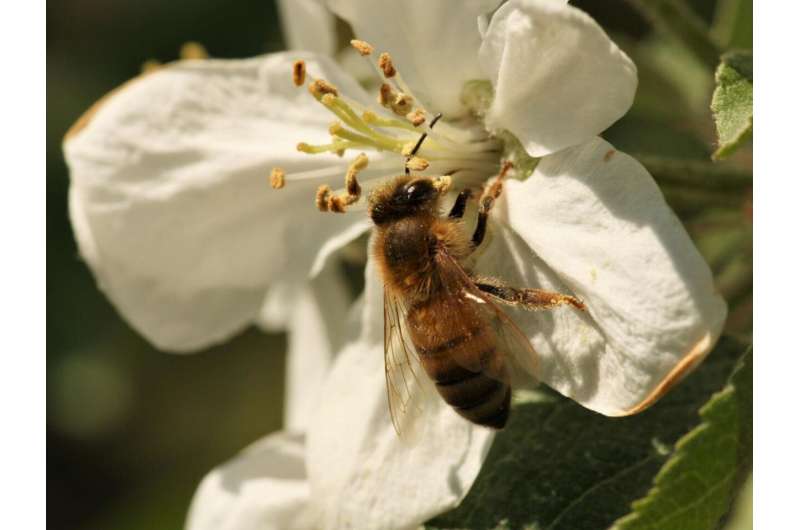 Study: Mapping people's knowledge of bees may aid in pollinator conservation