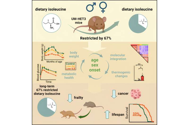 Study: Mice that ate less of an obesity-associated amino acid lived longer, healthier