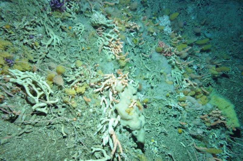 Study of deep-sea corals reveals ocean currents have not fuelled rise in atmospheric carbon dioxide