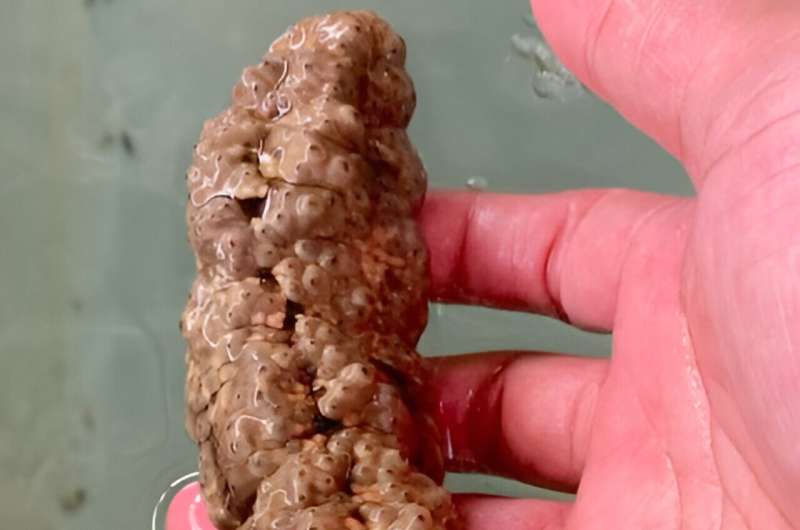 Study of Philippine Stichopus cf. horrens sea cucumber shows it may have biomedical applications