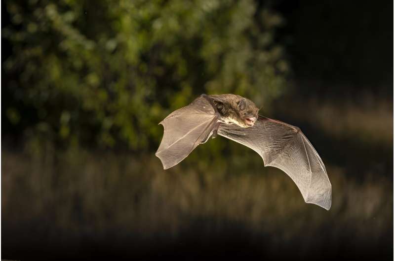 Study of wintering sites shows bat seasonal migration is more complex than previously assumed