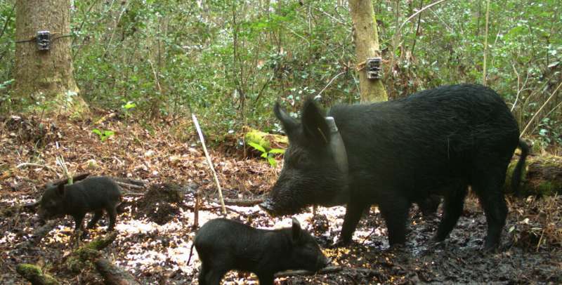 Study offers insights into movement of wild pigs