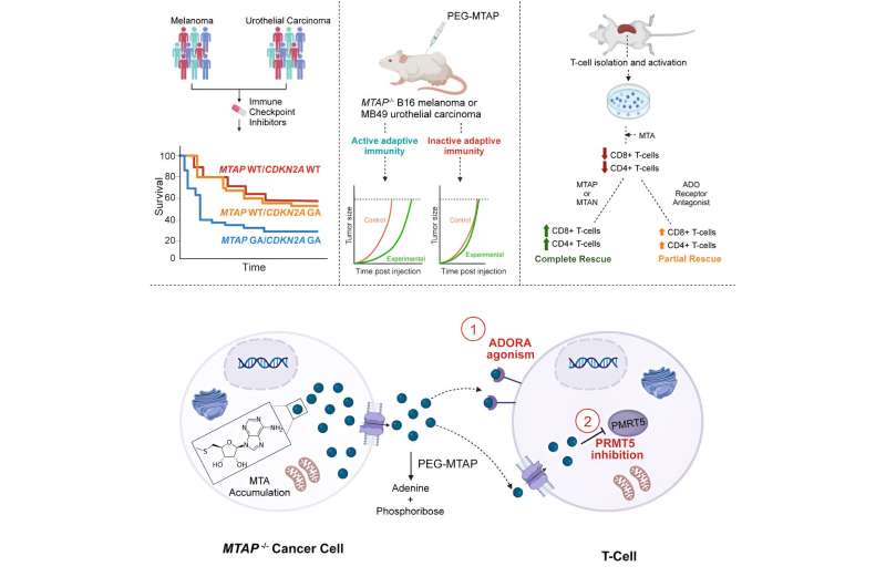 Study offers way to increase immune checkpoint inhibitor effectiveness in patients with MTAP-deleted cancers