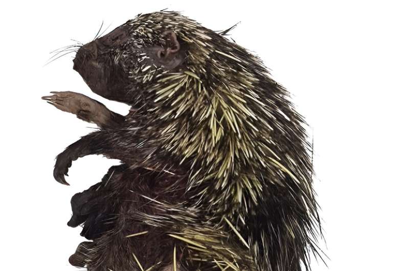 Study on mysterious Amazon porcupine can help its protection