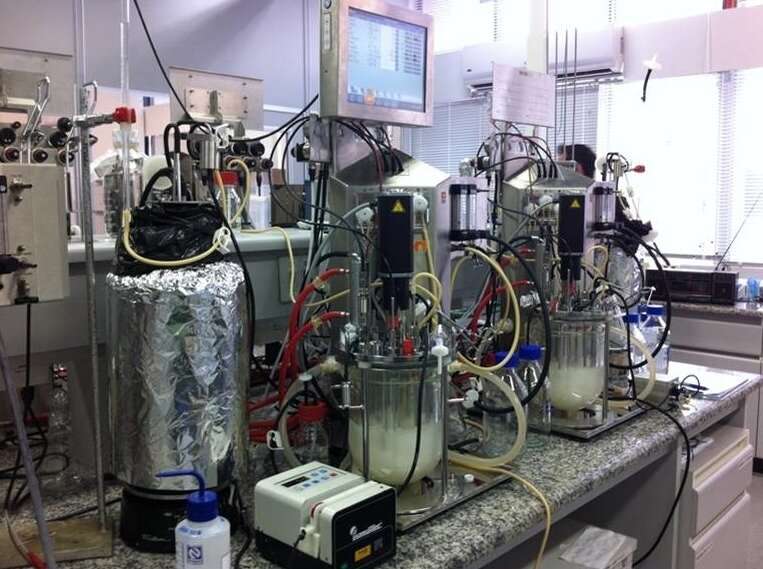 Study paves way to more efficient production of 2G ethanol using specially modified yeast strain