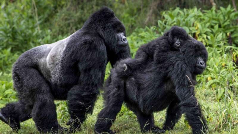 Study predicts poor survival rates if Ebola infects endangered mountain gorillas