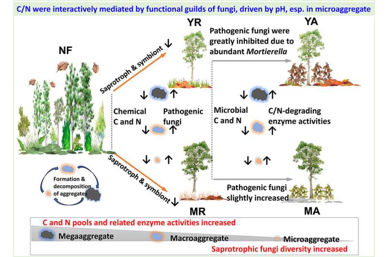 Study provides insight to early establishment of agroforestry systems in tropical areas