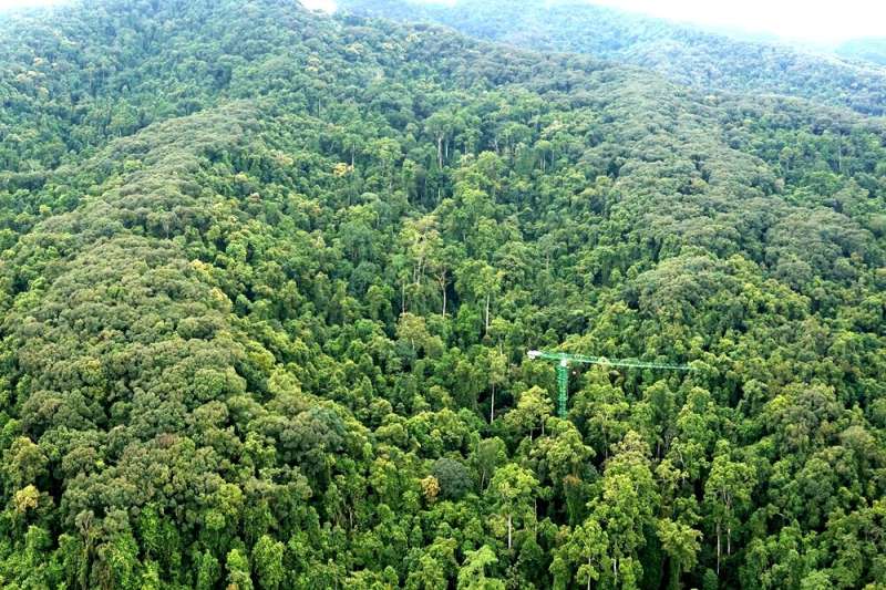 Study provides insights into interspecific variations of herbivory in tropical forests