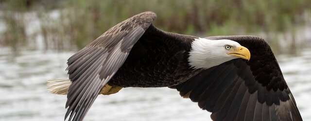Study results show lead hunting ammunition hinders bald eagle recovery, resiliency